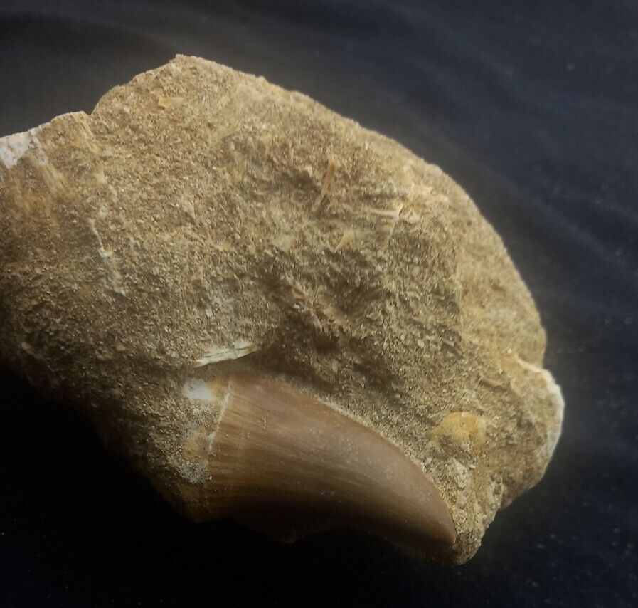 1.5 Inches Mosasaur Teeth Fossilized Mosasaurus tooth in its matrix from Morocco