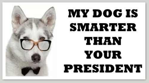 MY DOG IS SMARTER THAN YOUR PRESIDENT bumper sticker decal republican anti-biden