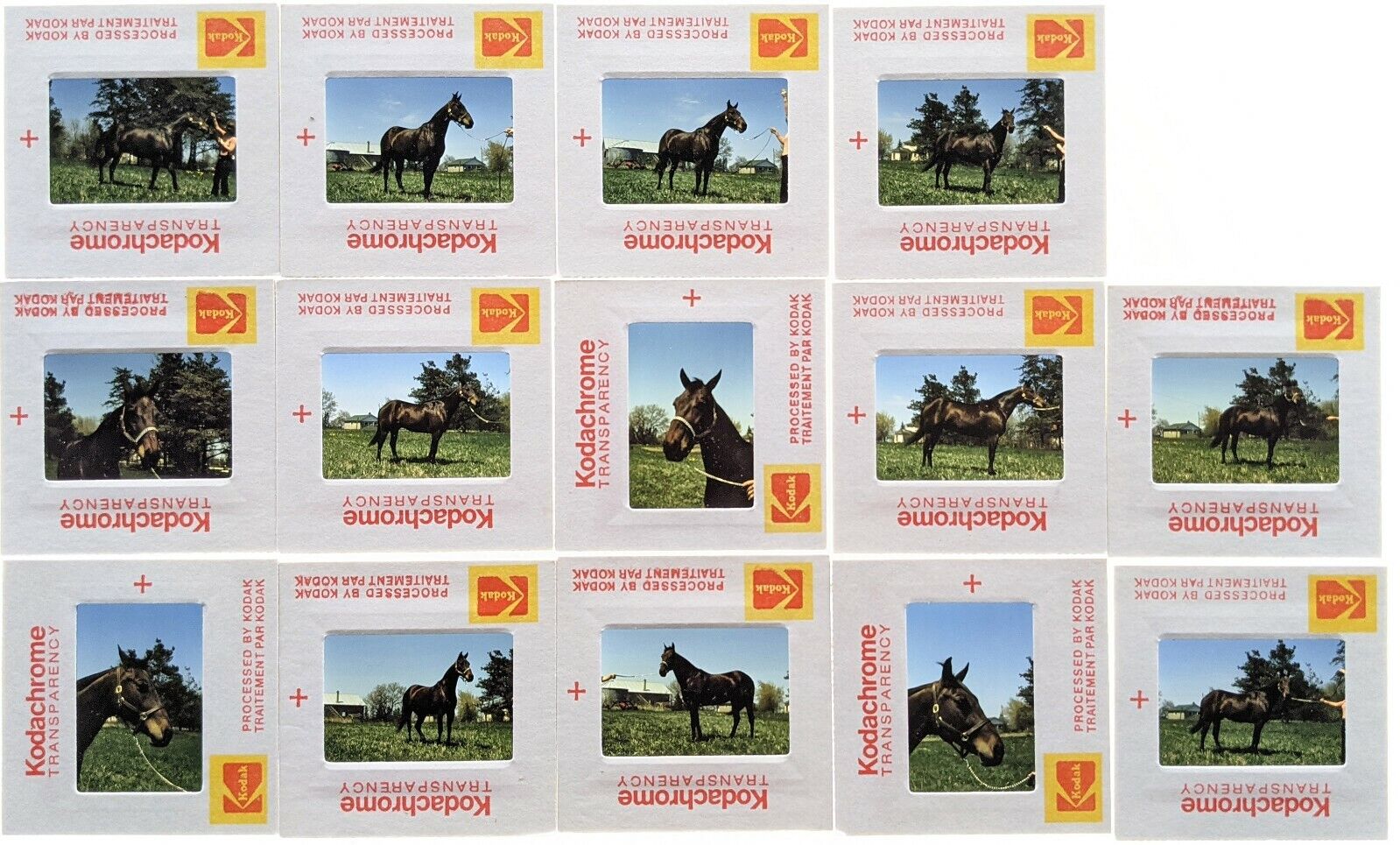 Vintage Kodachrome slides of prize-winning horse - Quincy\'s Giant, 1975