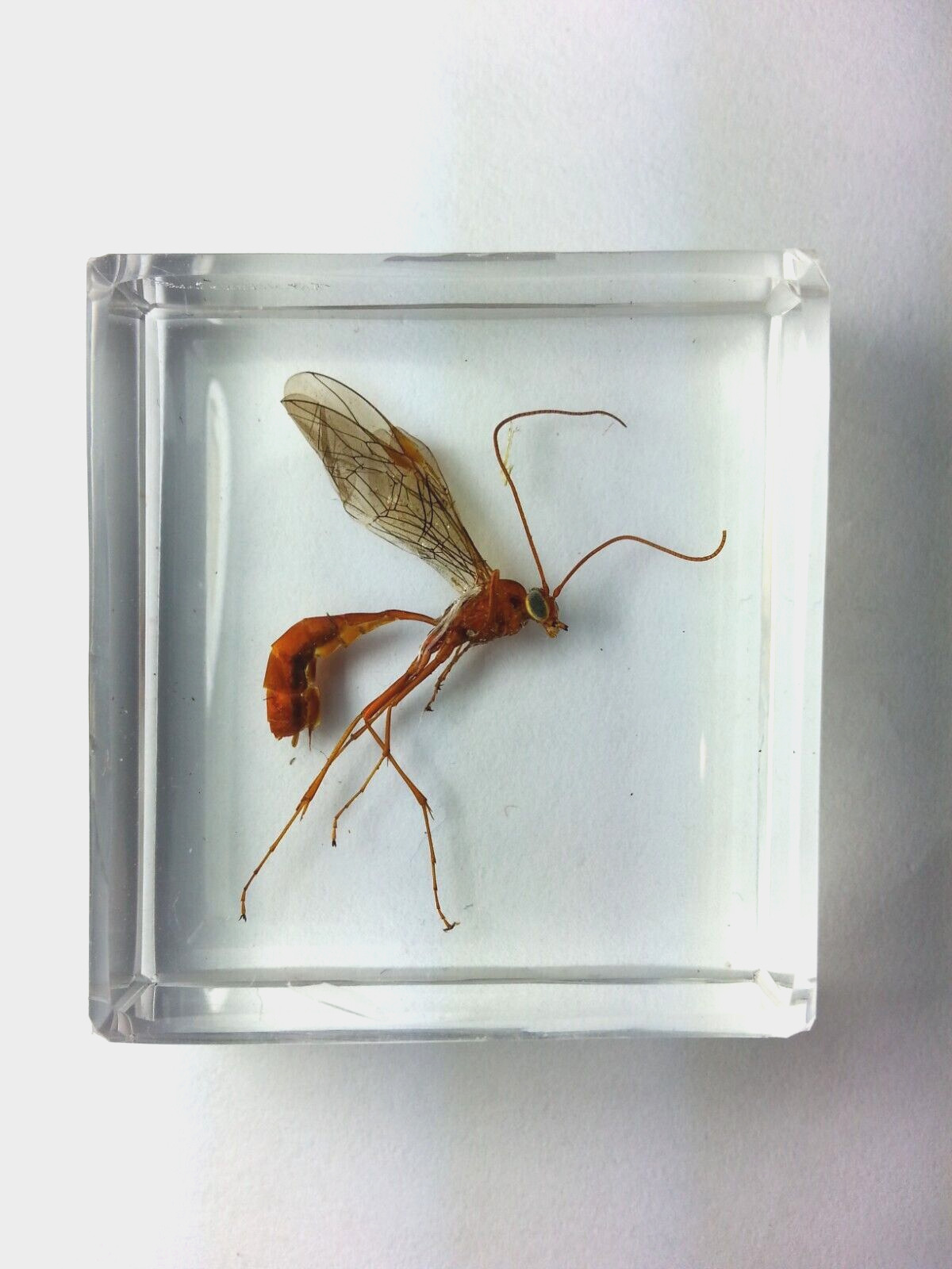 Real wasp resin casting : ICHNEUMON PARASITIC WASP . Perfect for study material.