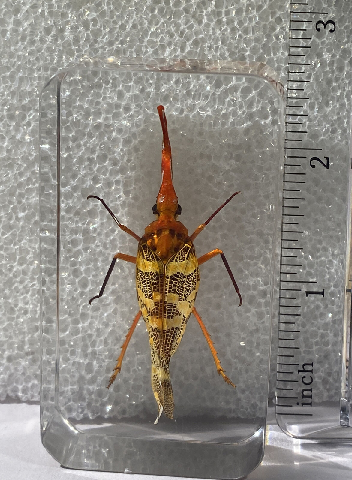 Rare Asian Bug In Resin Insect Specimens