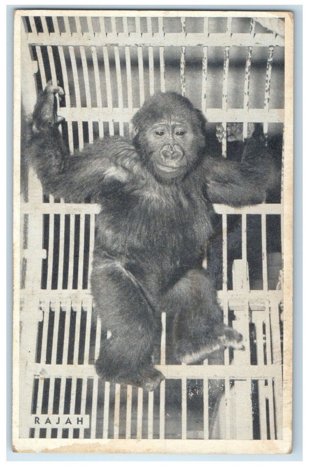 Rajah Male Gorilla From French Cameron West Africa Chicago Illinois IL Postcard