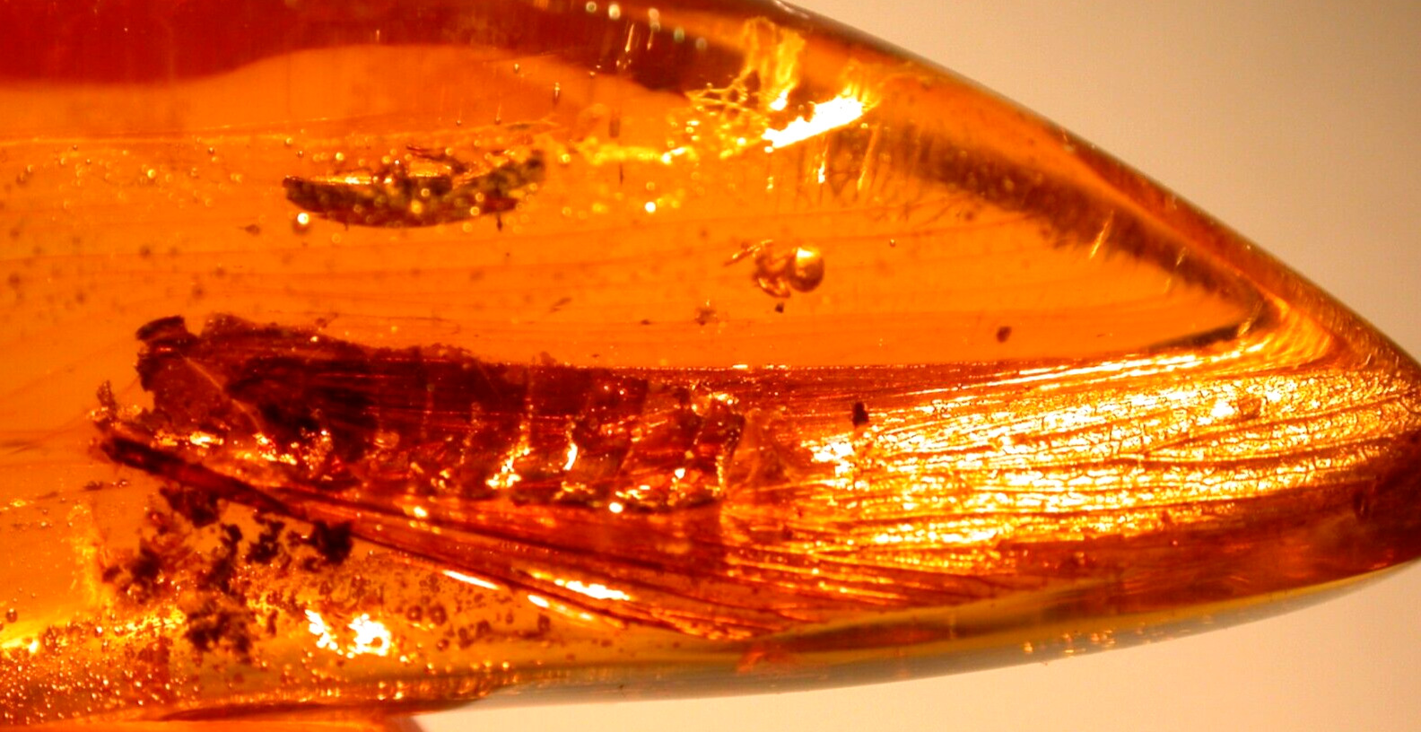 GIANT Golden Mastotermes Termite Wings with Spider in Dominican Amber Fossil