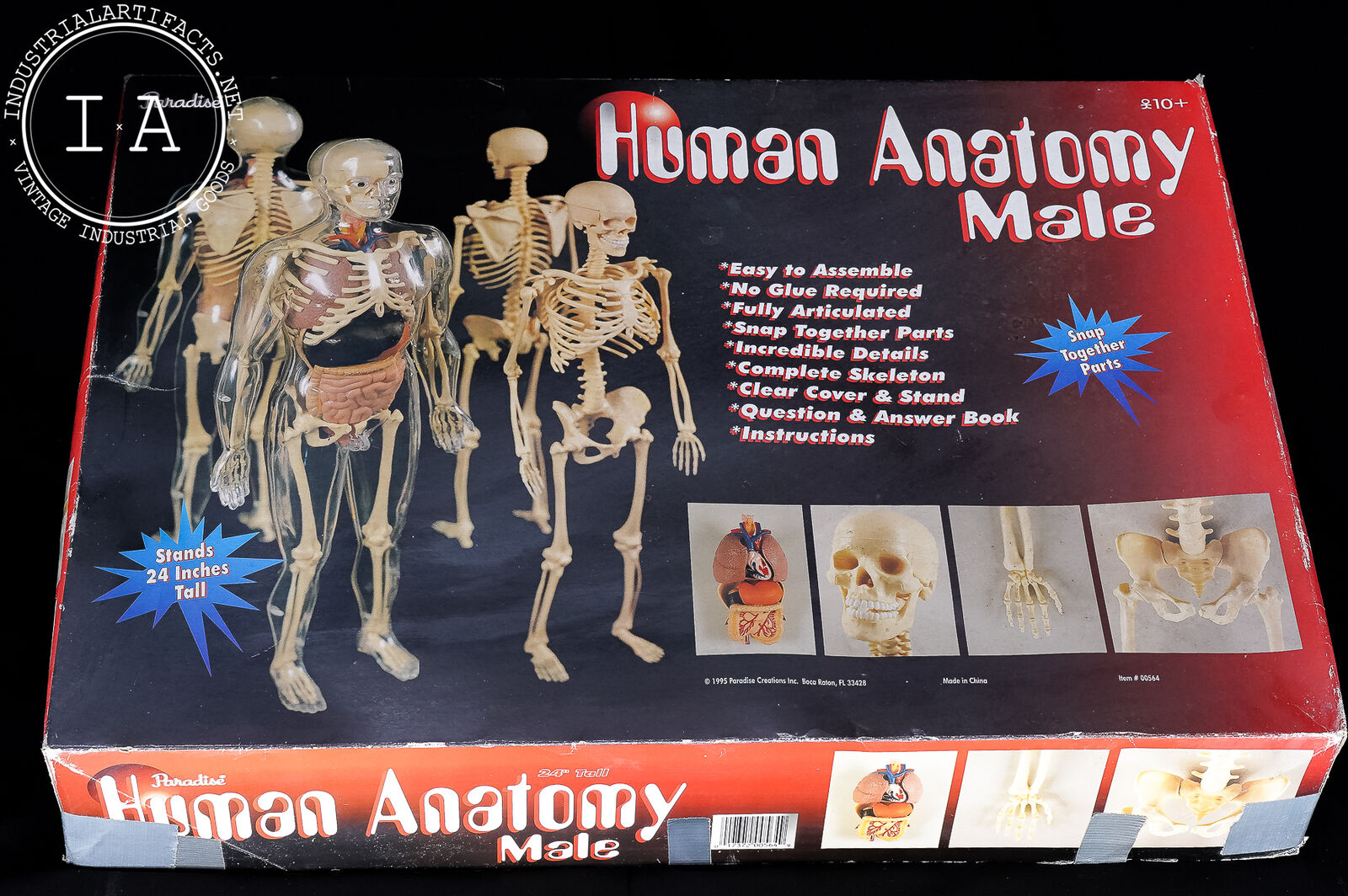 Vintage Interactive Paradise Human Anatomy Male Model