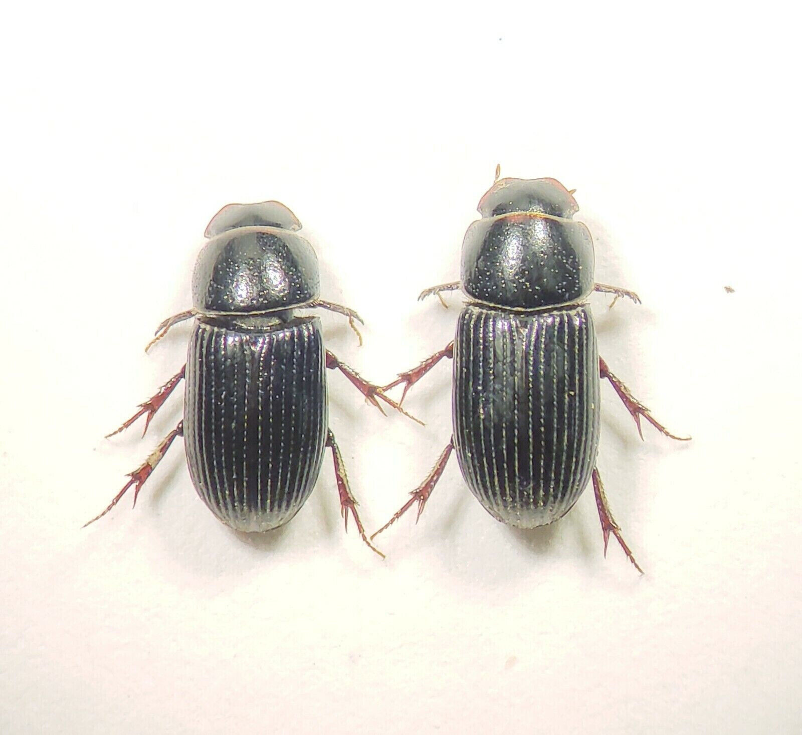  Dung Beetle: Ataenius spretulus (Scarabaeidae) USA x2