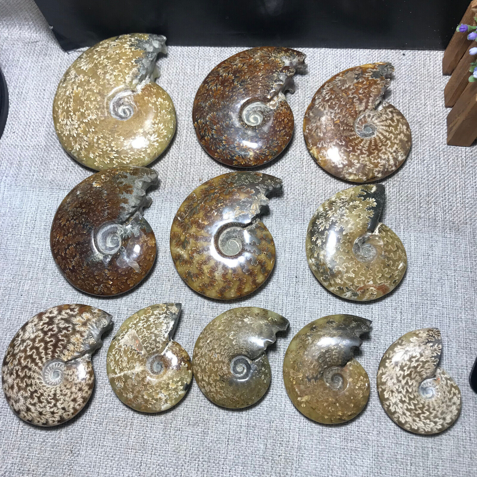 10pcs Rare Natural polishing conch ammonite fossil specimens of Madagascar