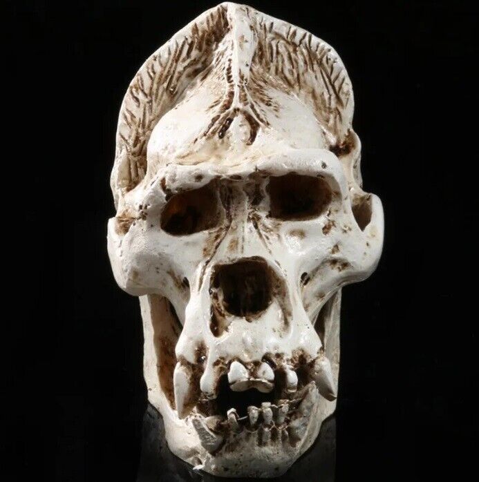 Gorilla Skull Resin Craft Skeleton (small) BUY 1 GET 1 FREE