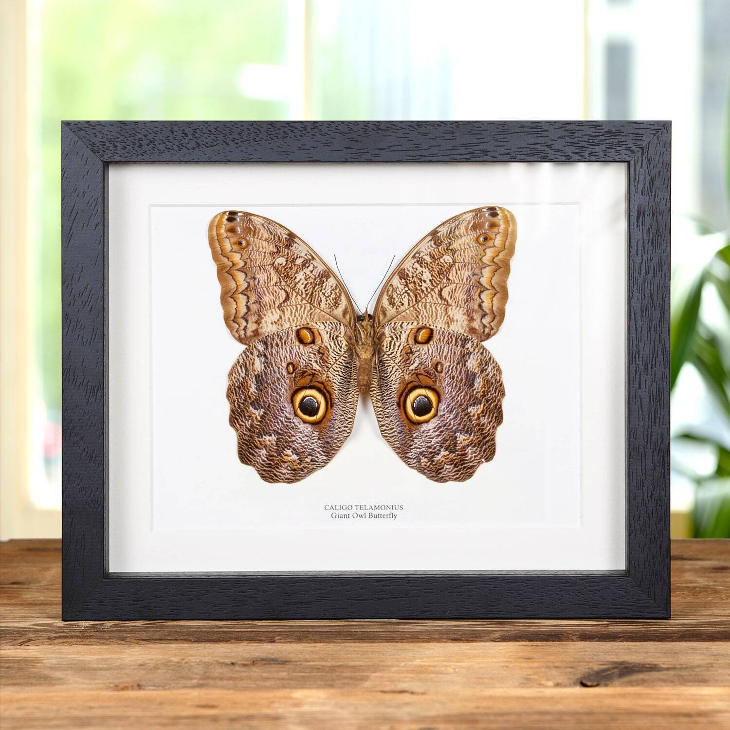 Giant Owl Taxidermy Butterfly Frame (Caligo telamonius)