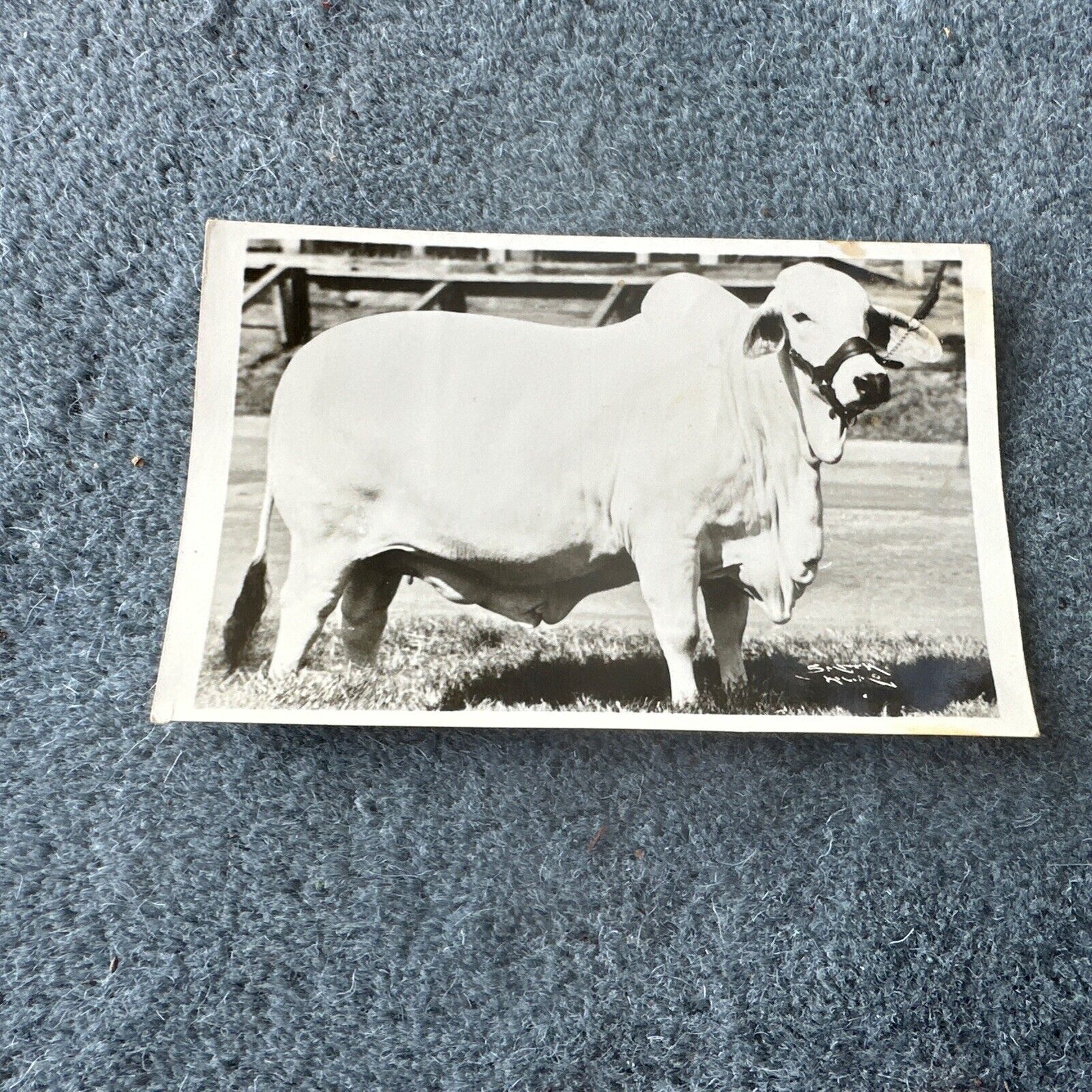 Postcard Brahman Cow American Brahman Breeders Association Vtg Texas