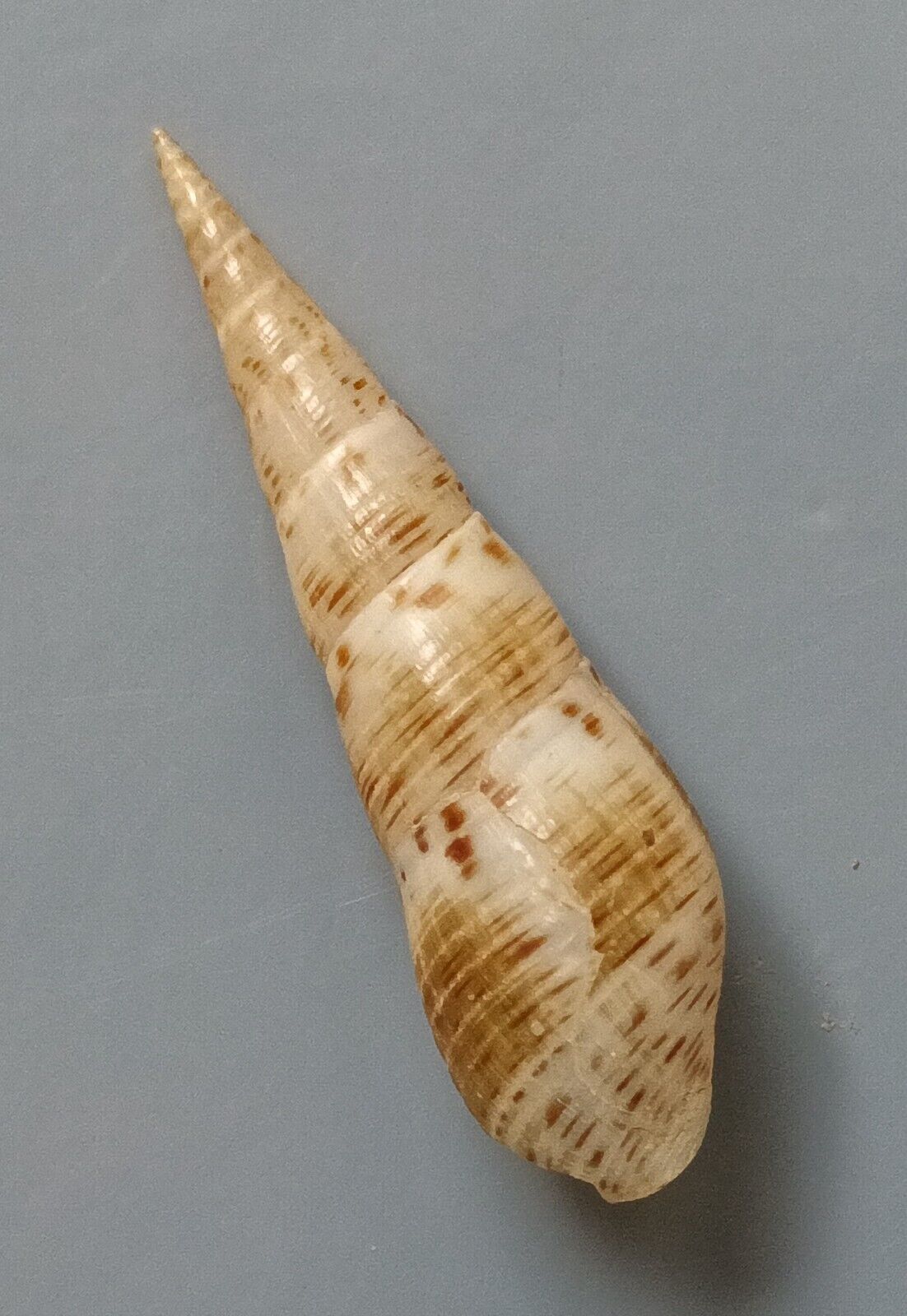 freshwater snail Melanoides maculata 28-32mm F+++/F++