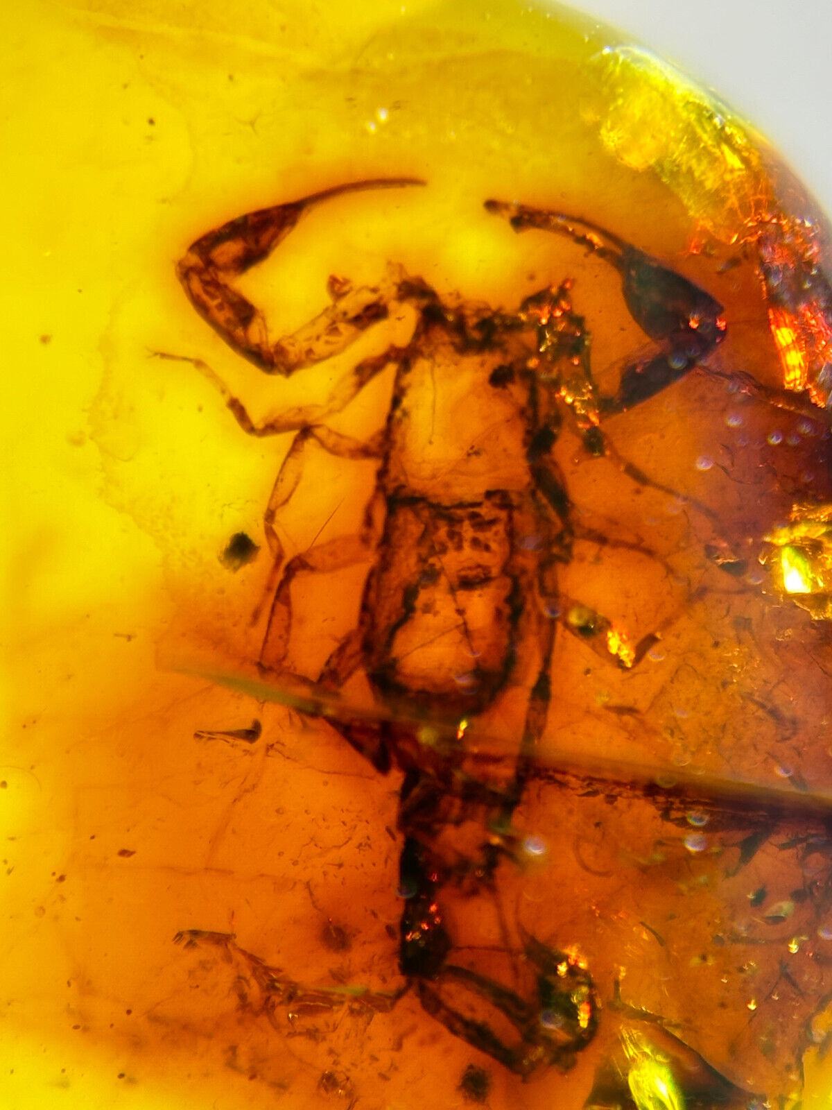 Burmese burmite Cretaceous beautiful scorpion insect fossil amber Myanmar