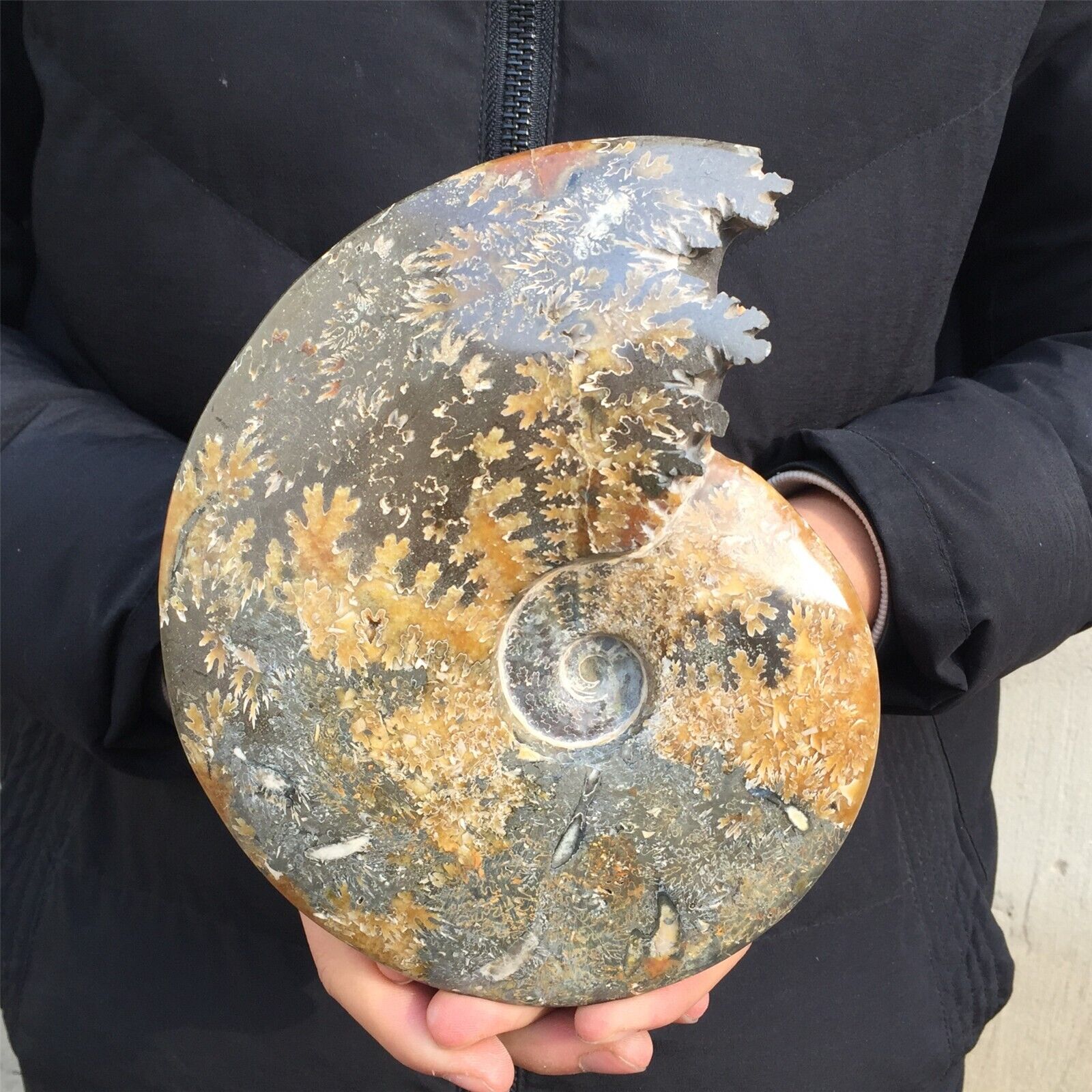 1.44kg Natural Ammonite Fossil Quartz Crystal Mineral Specimen Reiki gem XL1914