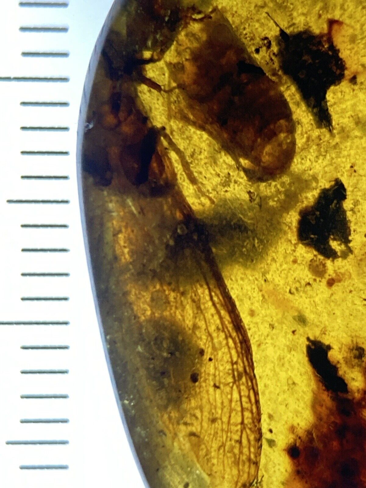 Huge Winged Insect (termite?), Fossil Inclusion in Genuine Burmite Amber, 98MYO
