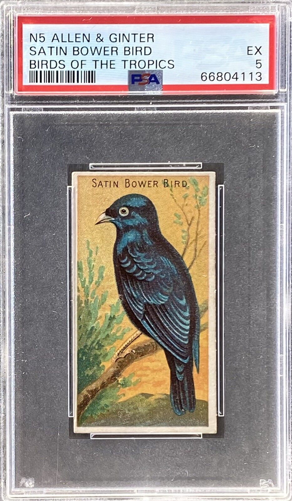 1889 N5 Allen & Ginter Birds Of The Tropics SATIN BOWER BIRD PSA 5 EX