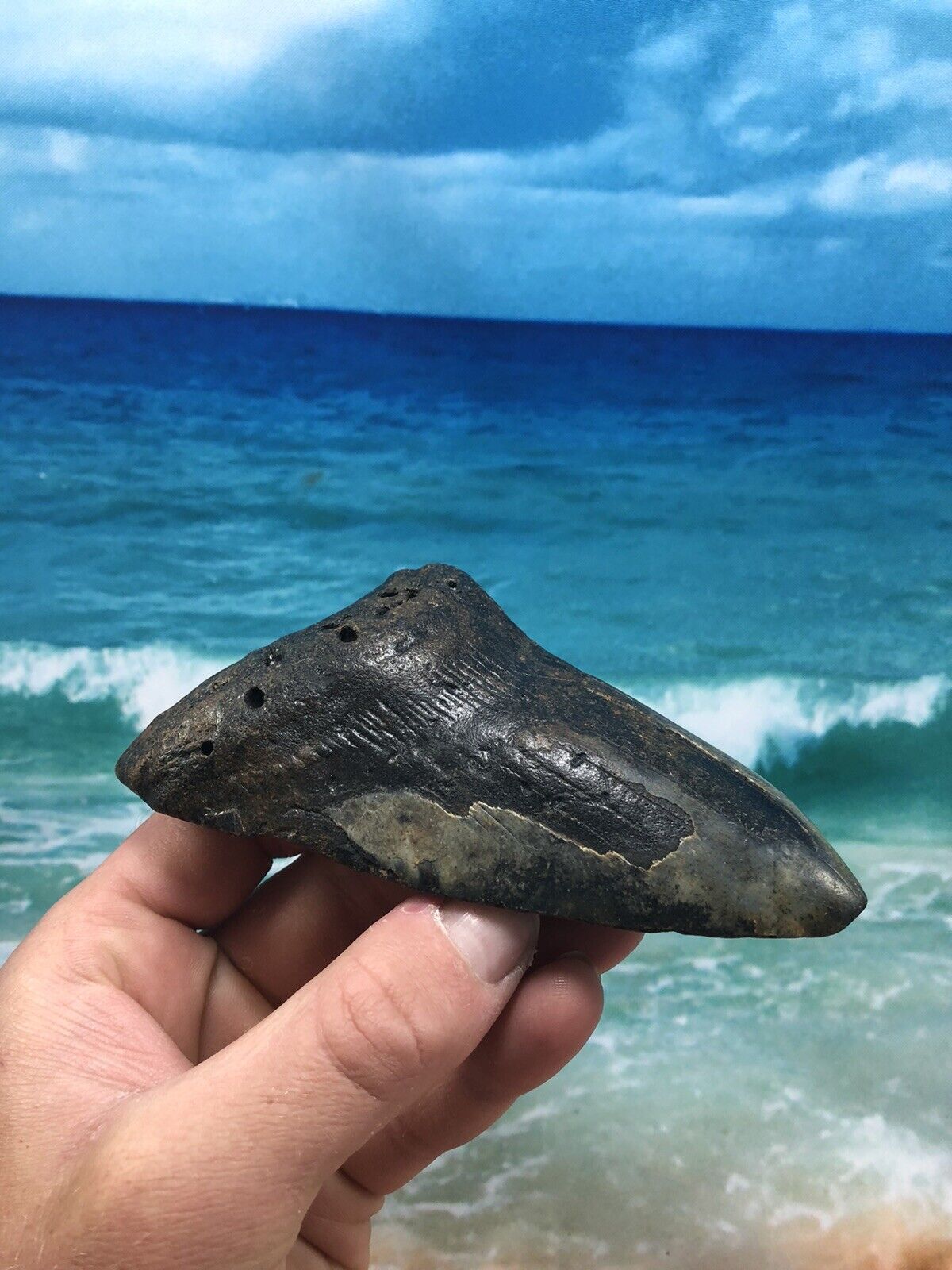MEGALODON Fossil Giant Shark Teeth Ocean No Repair 5.29\