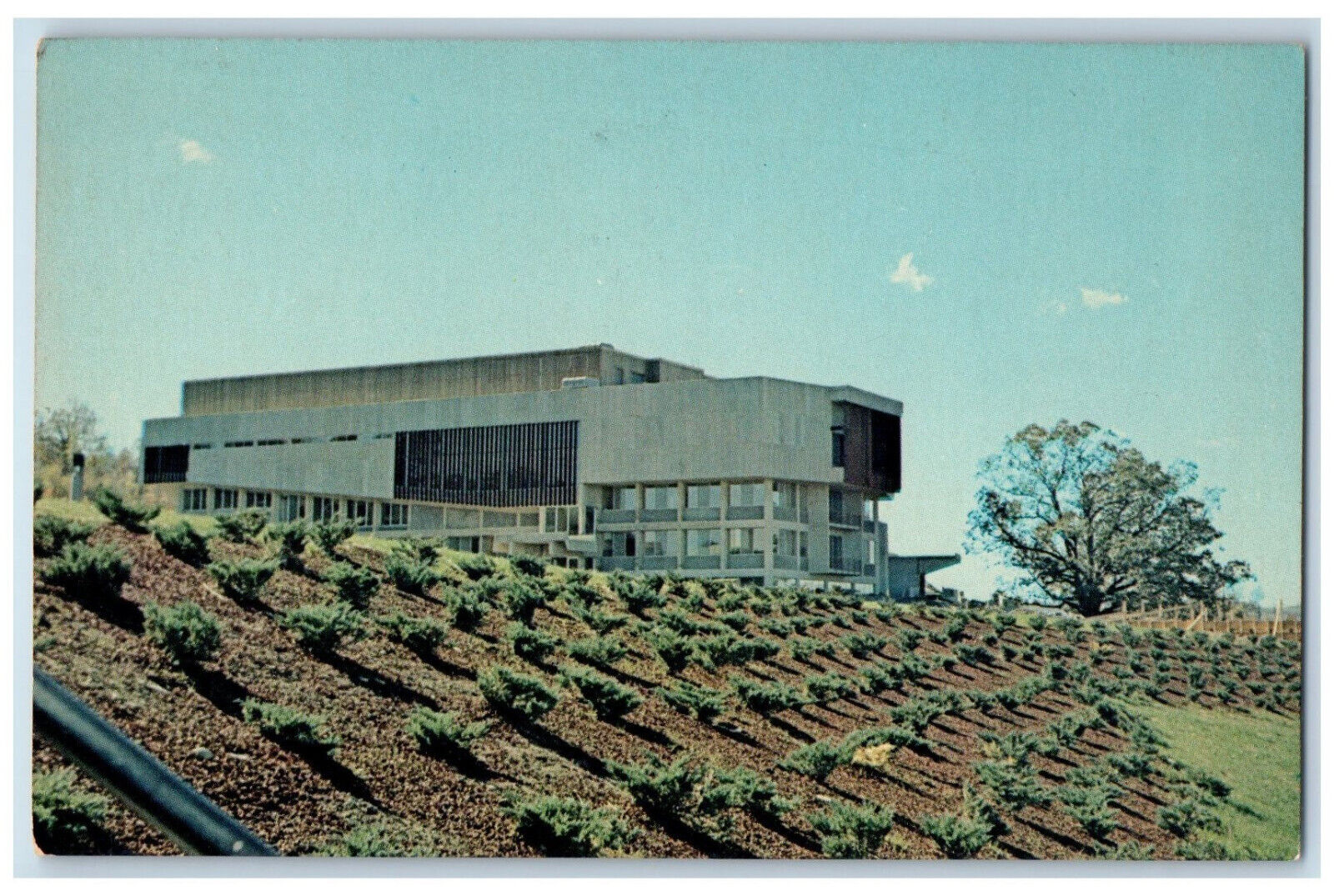 c1950\'s Planted Trees, School of Music, Ithaca College New York NY Postcard