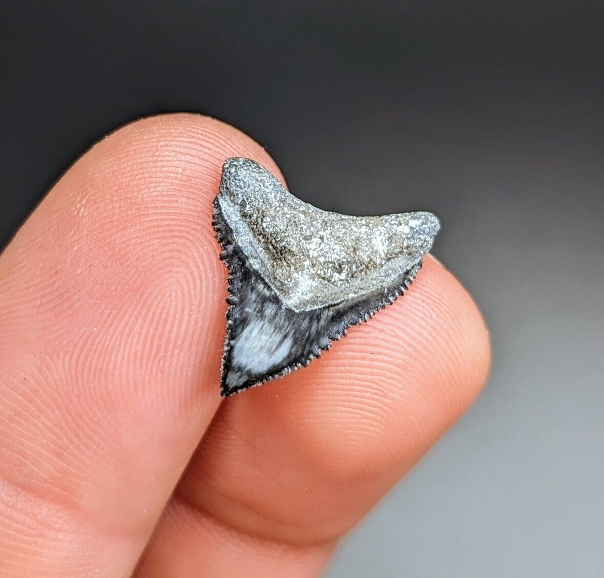 Killer Unique Bull Shark Tooth From North Florida