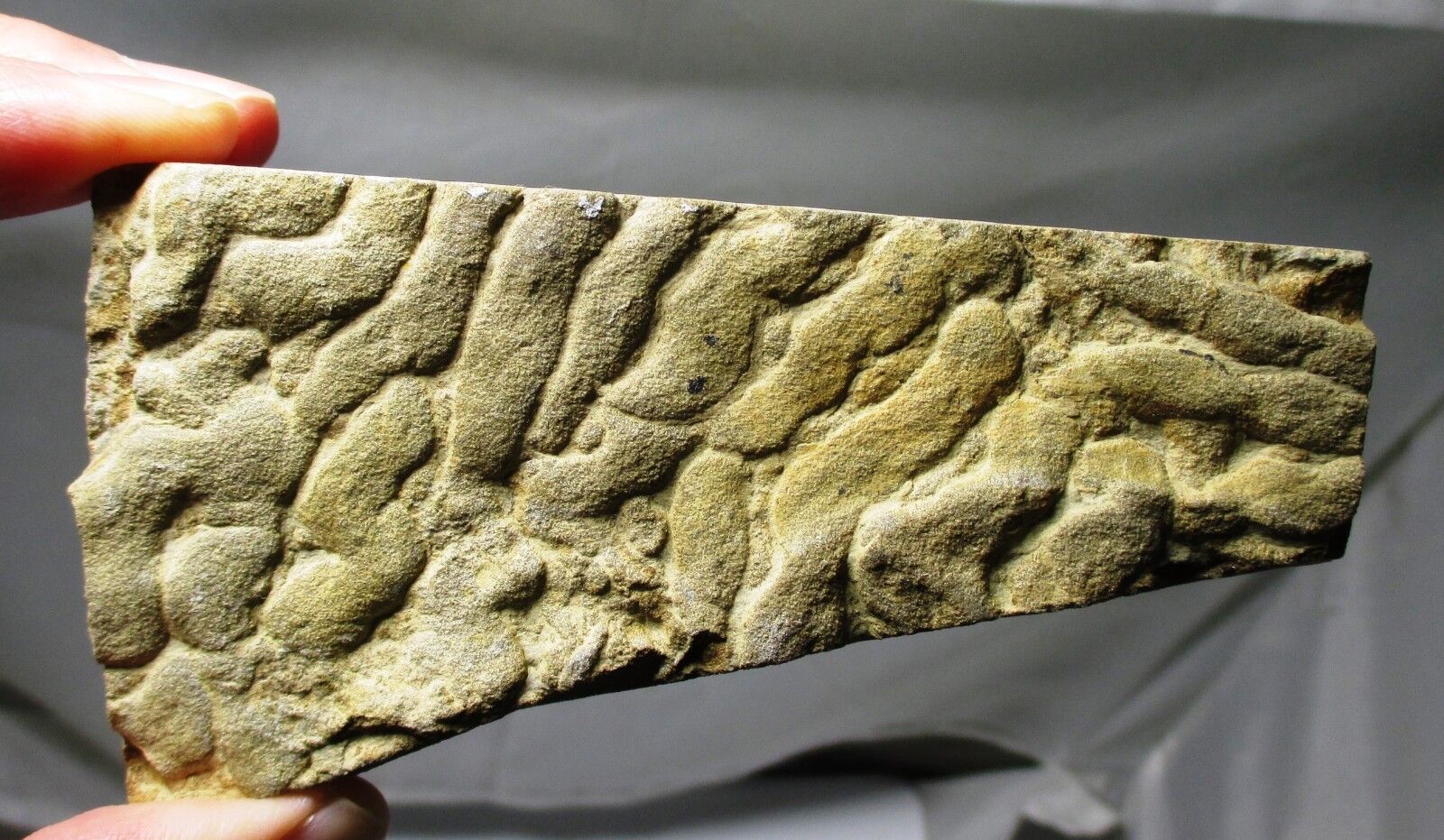Fossil stromatolite / microbial mat - Pennsylvanian age , Haskell co, Oklahoma