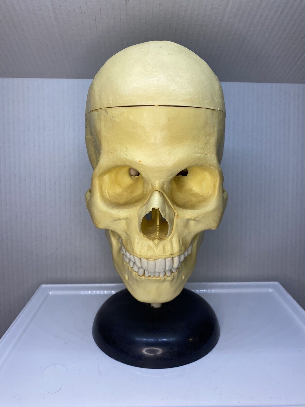 Vintage Life Size Skull and Brain Model