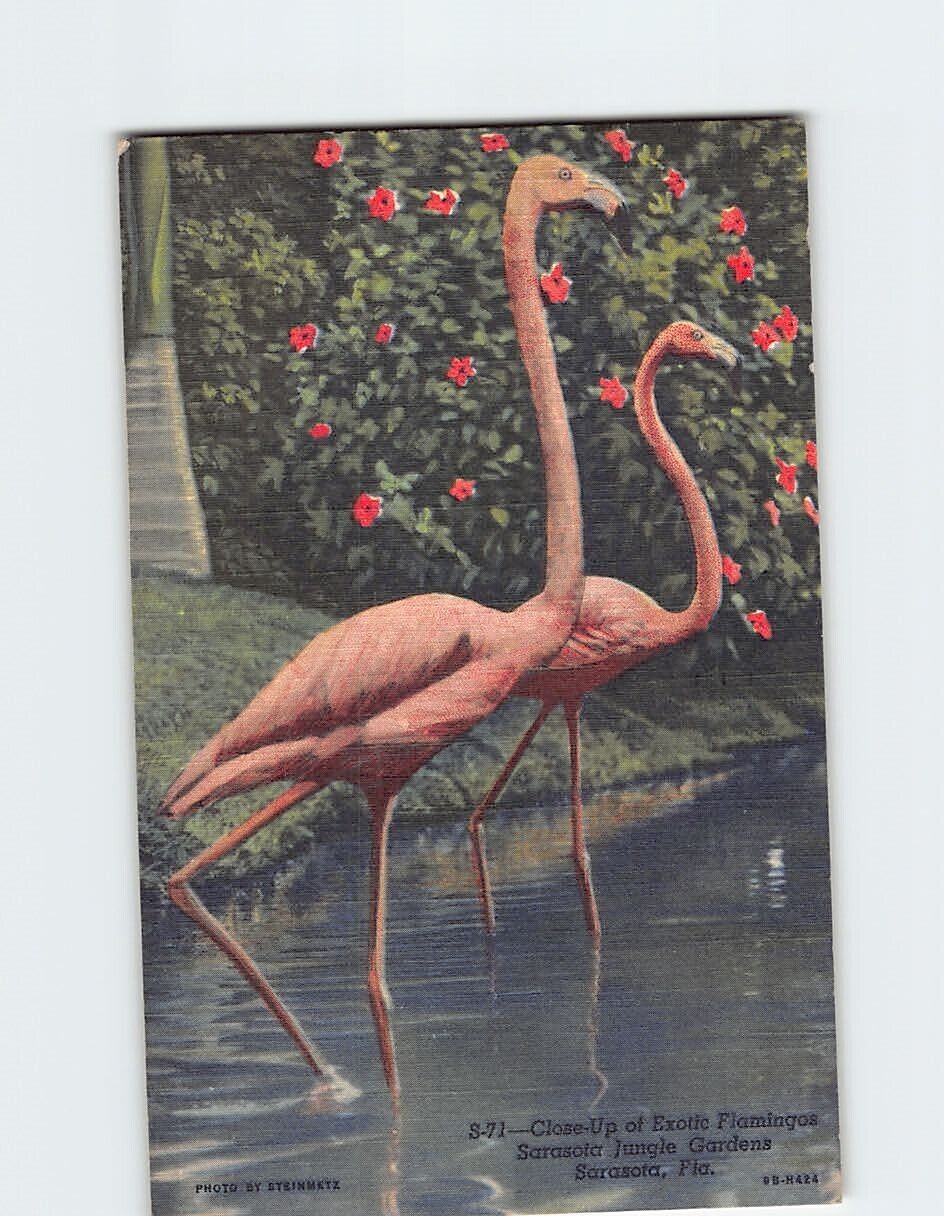 Postcard Close Up of Exotic Flamingos Sarasota Jungle Gardens Sarasota FL USA