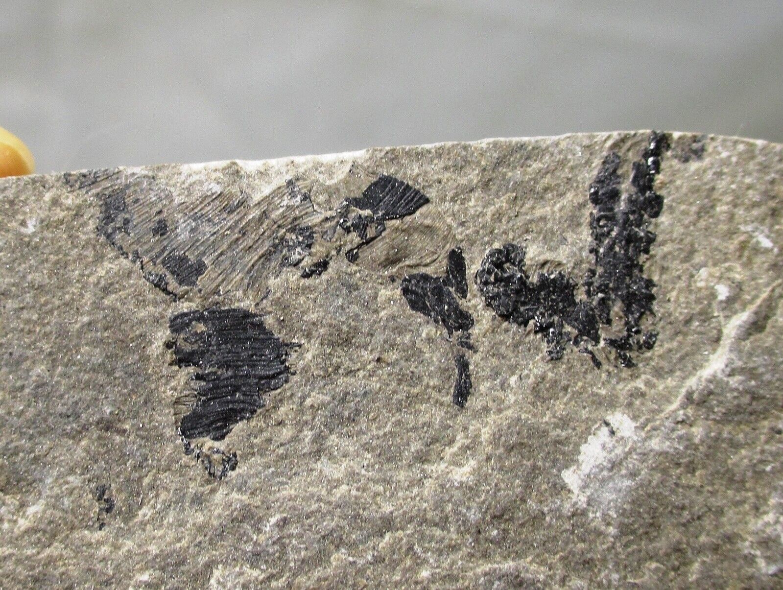 Rare fossil peanut worm Lecthaylus gregarius , Blue Island, IL Silurian 