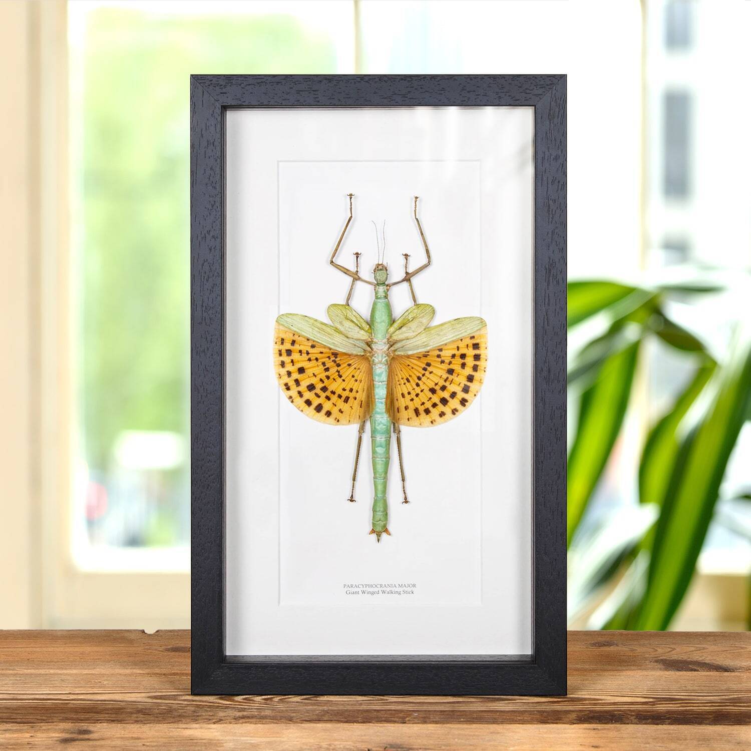 Taxidermy Giant Winged Walking Stick Frame (Paracyphocrania major)