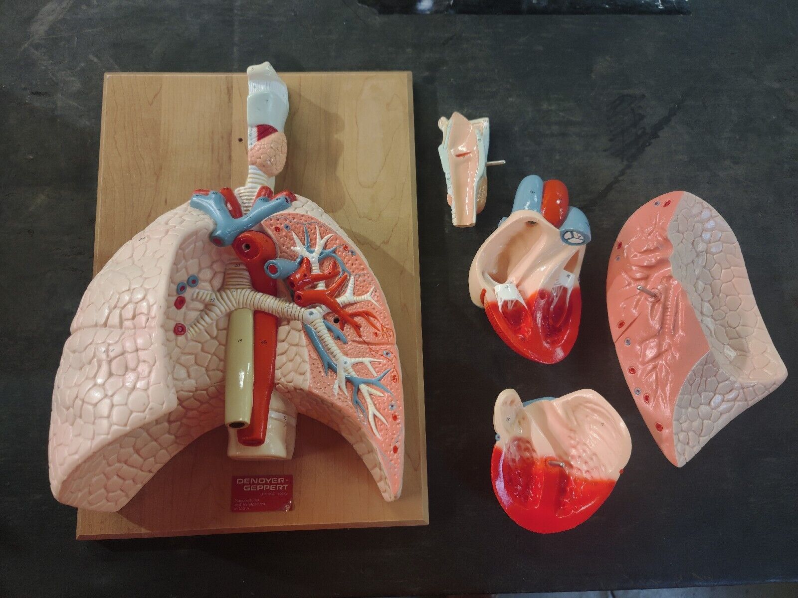 Denoyer-Geppert Cardiopulmonary System (Heart & Respritory Organs) Model USA