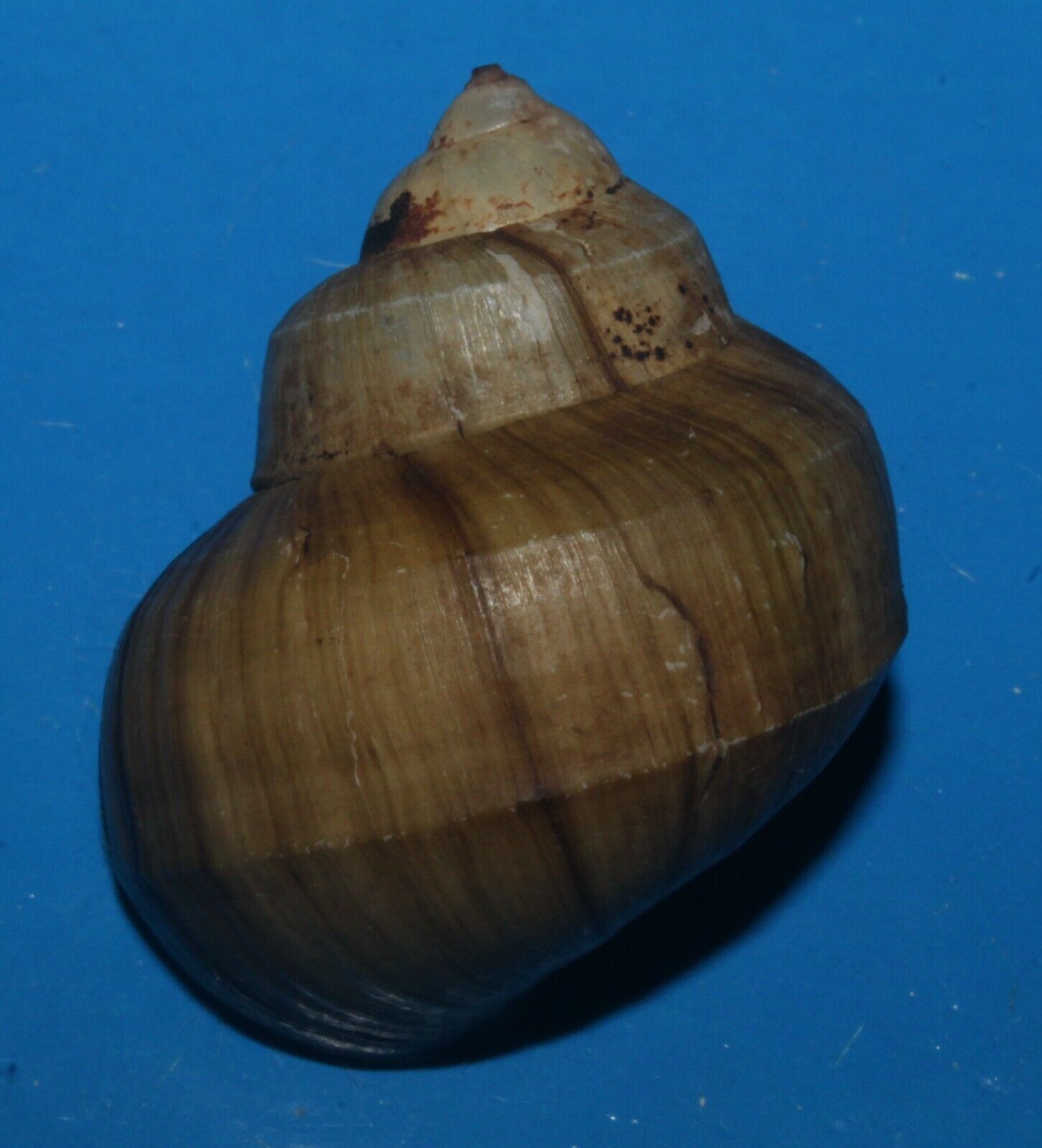 Tonyshells Freshwater Snail Viviparus Mearnsi misamisensis 39mm F+++/GEM Superb