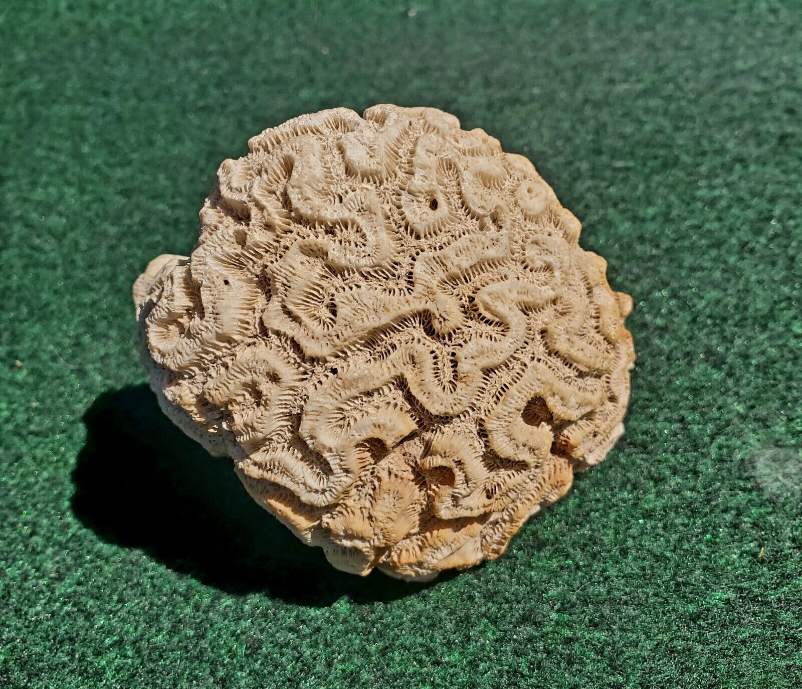 Brain Coral Natural Sea Life White Grooved Diploria Labyrinthiformis 12oz