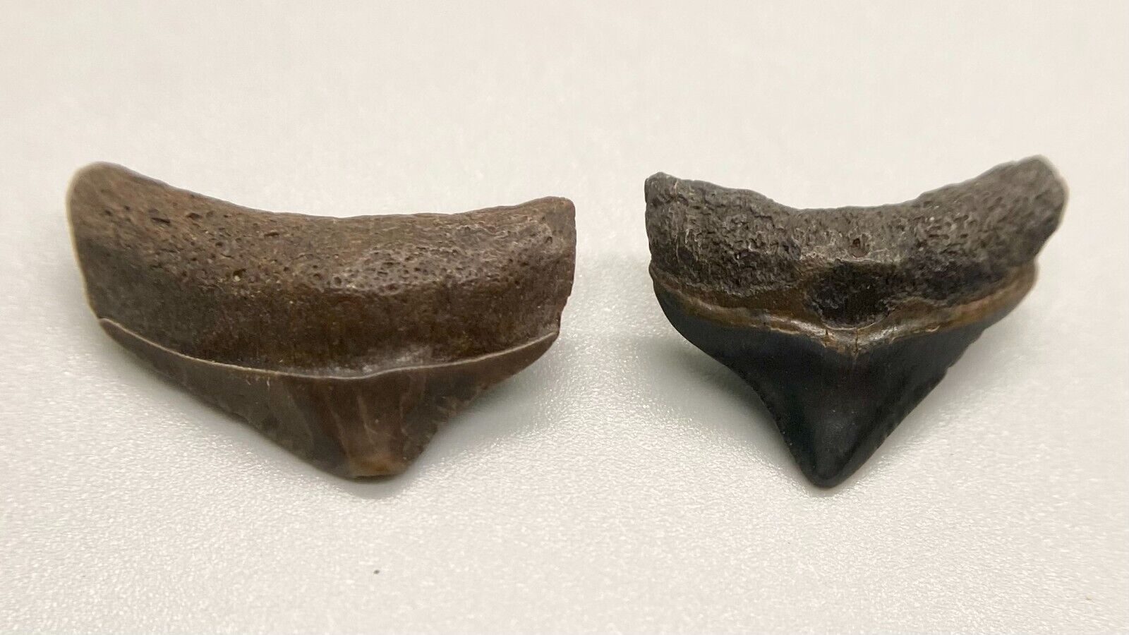 Nice Quality Pair Small Posterior Fossil MEGALODON Teeth - Peace River, Florida