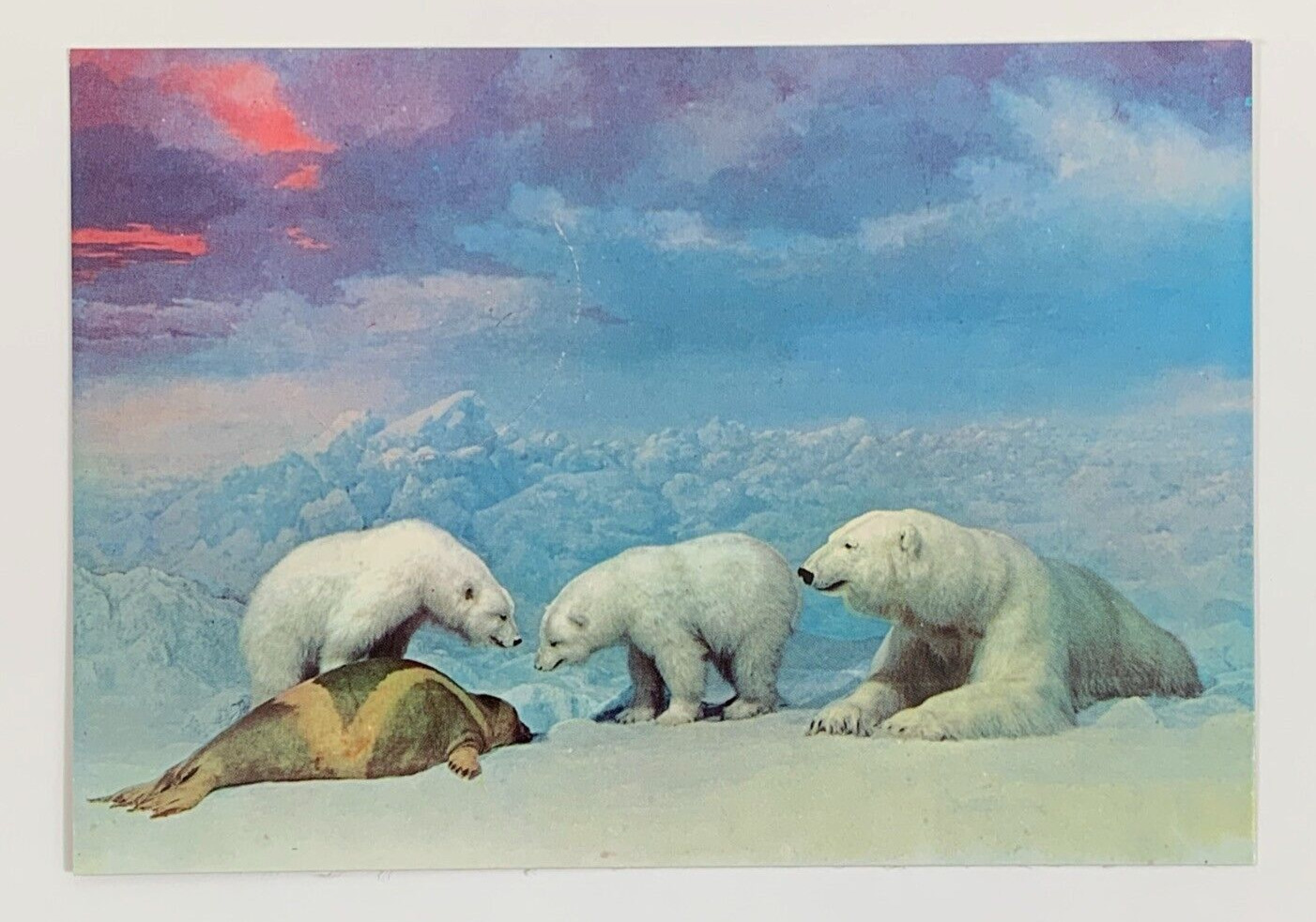 Polar Bears Denver Museum of Natural History City Park Colorado Postcard
