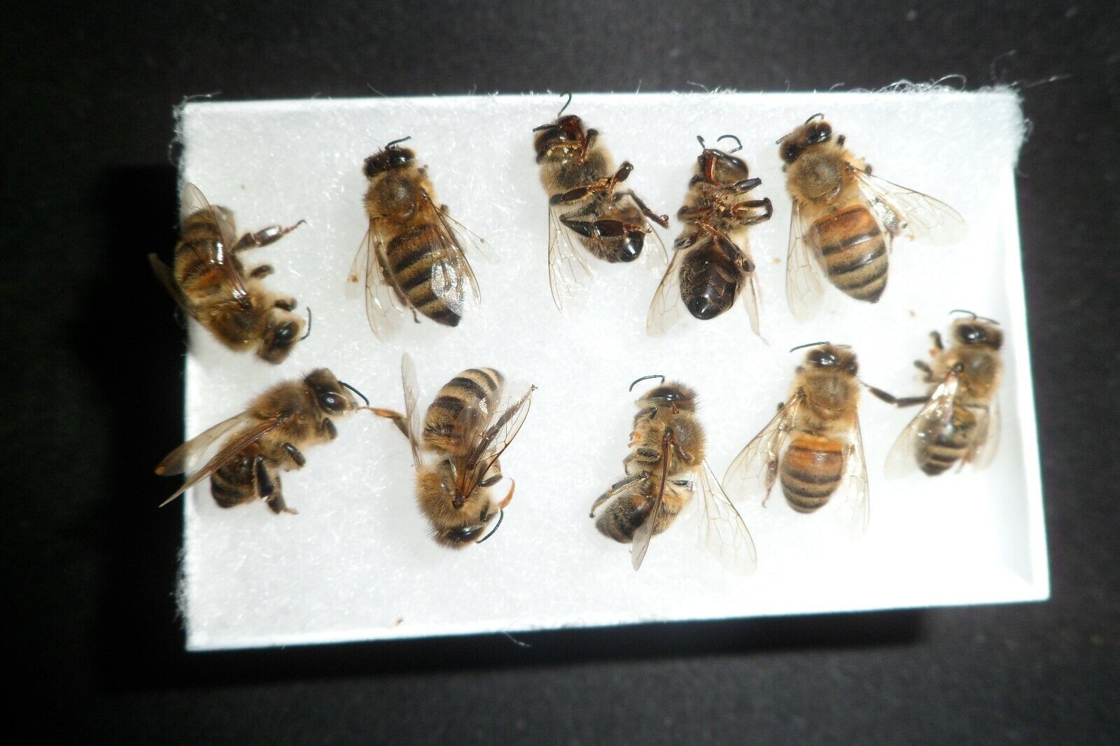 USA Bees FRESH 14 REAL Honeybee's DRYED SPECIMEN INSECT TAXIDERMY+Free Necklace