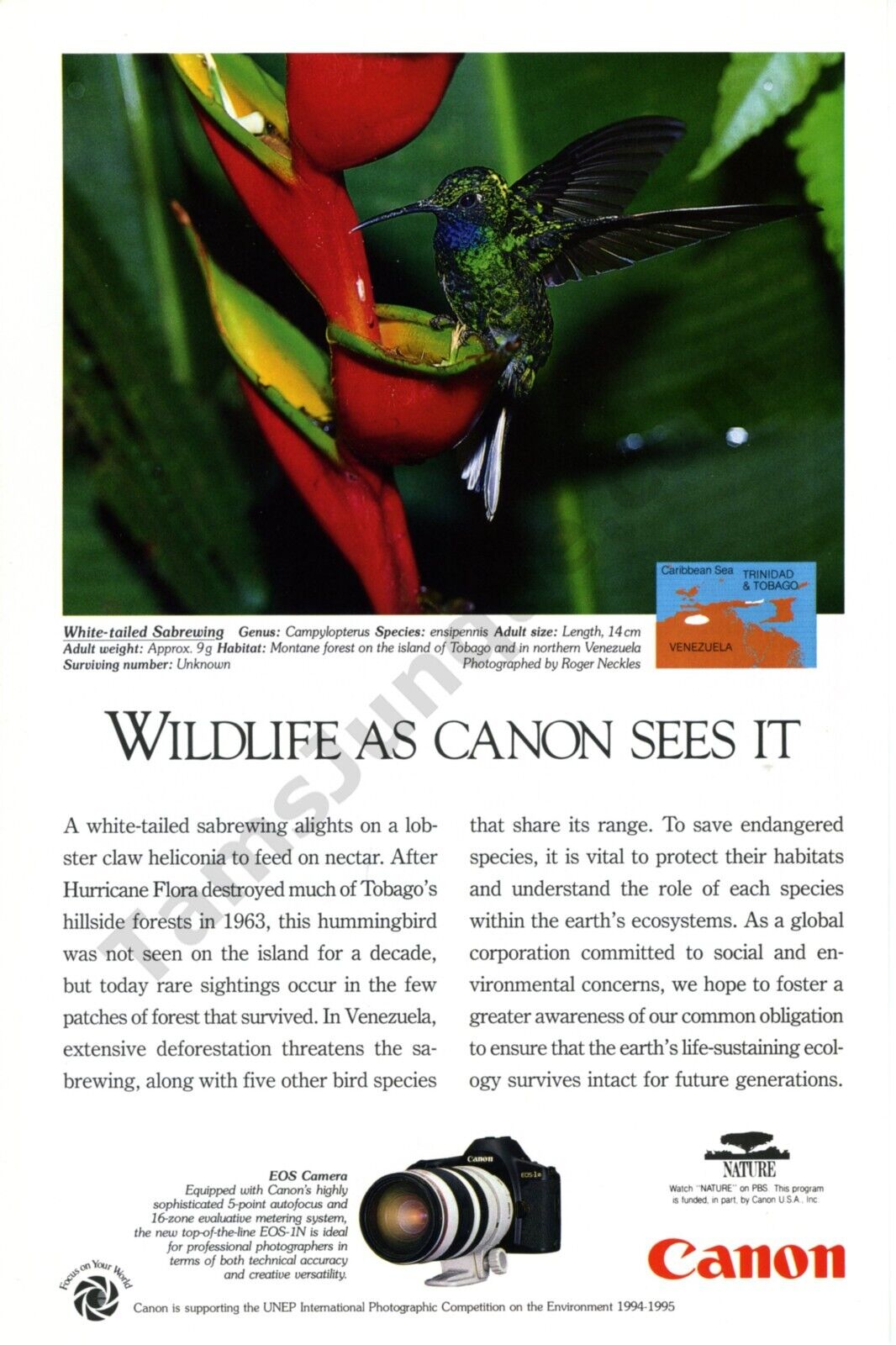 1994 Canon Cameras Old Print AD features White Tailed Sabrewing Roger Neckles