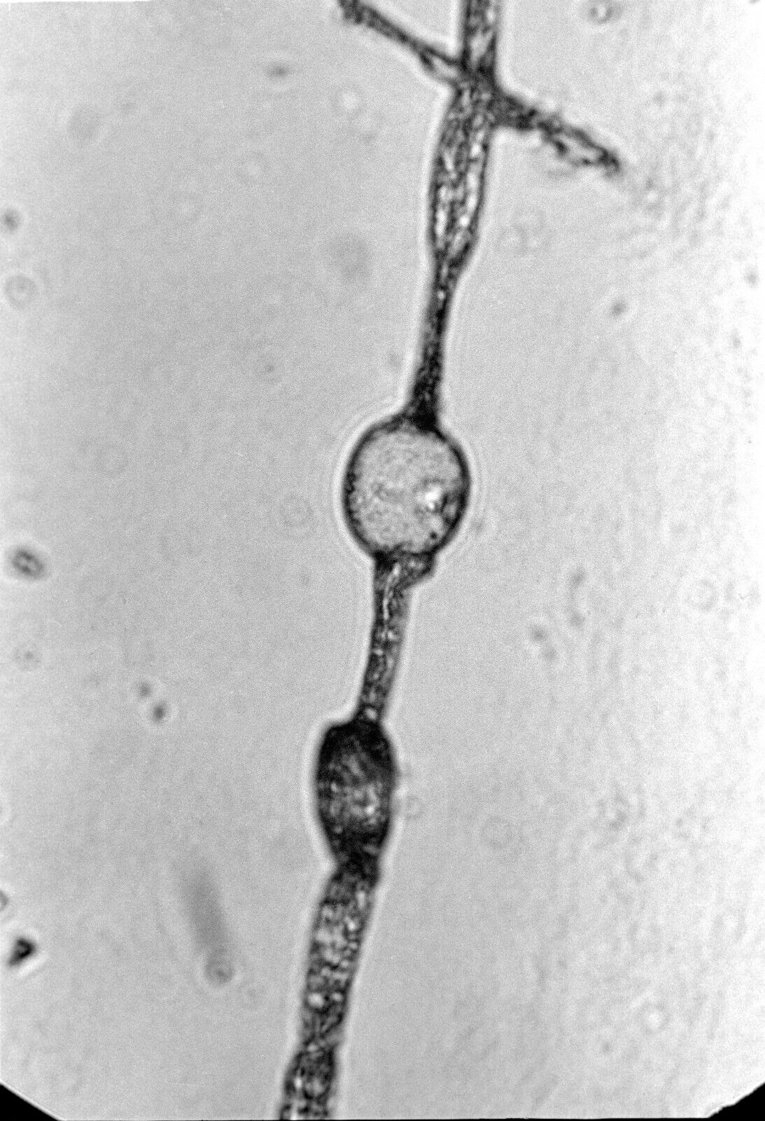Aquatic Organisms Vintage 35 mm B&W Negatives Micrographs (6)  1970s Set 1