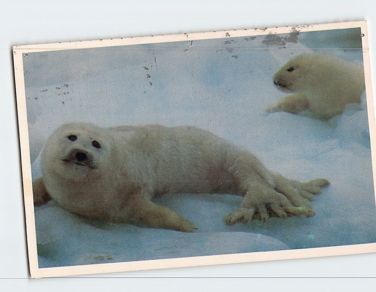 Postcard Whitecoat seals on ice Twillingate Canada