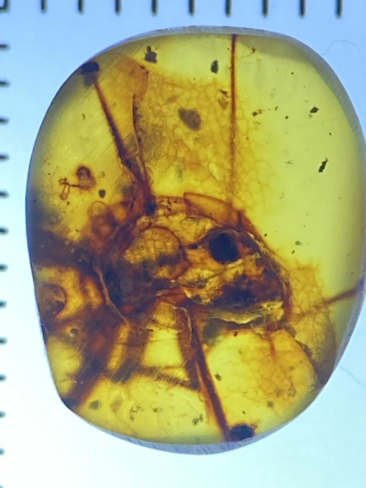 Remains Of A Roach - Cockroach Fossil Inclusion, In Genuine Burmite Amber, 98MYO