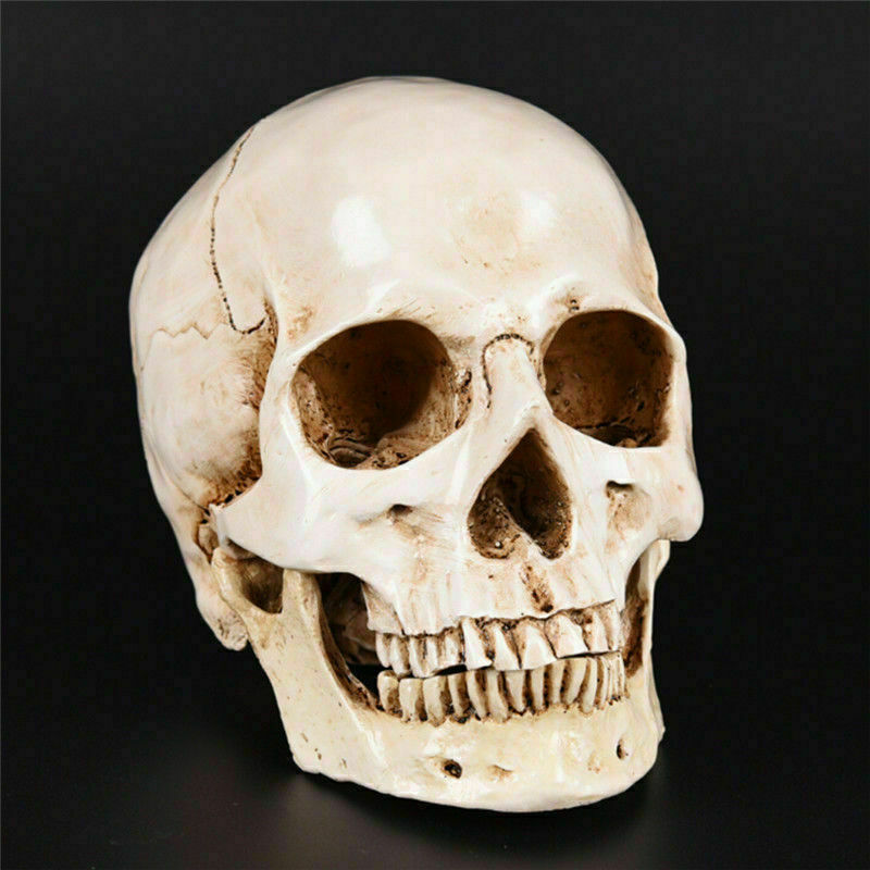 Life Size Resin Human Skull 1:1 Model Anatomical Medical Teaching Skeleton head