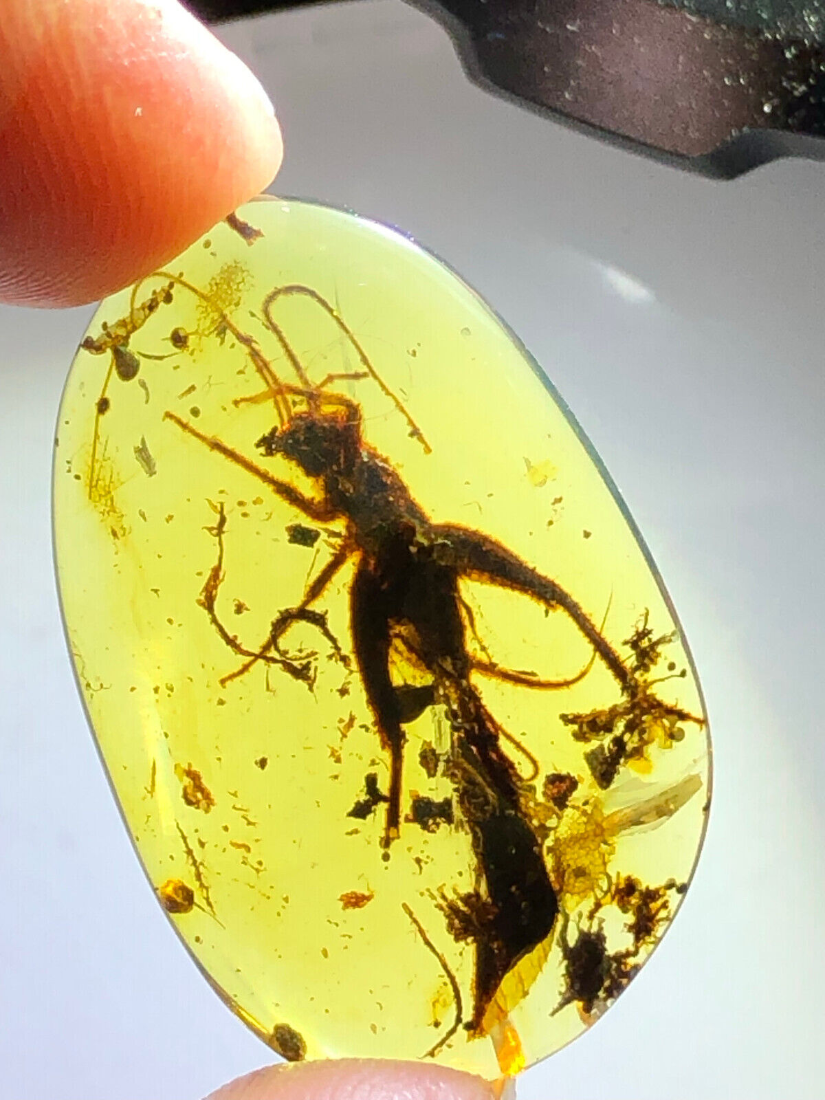 Burmese burmite Cretaceous Beautiful big cricket insect fossil amber Myanmar