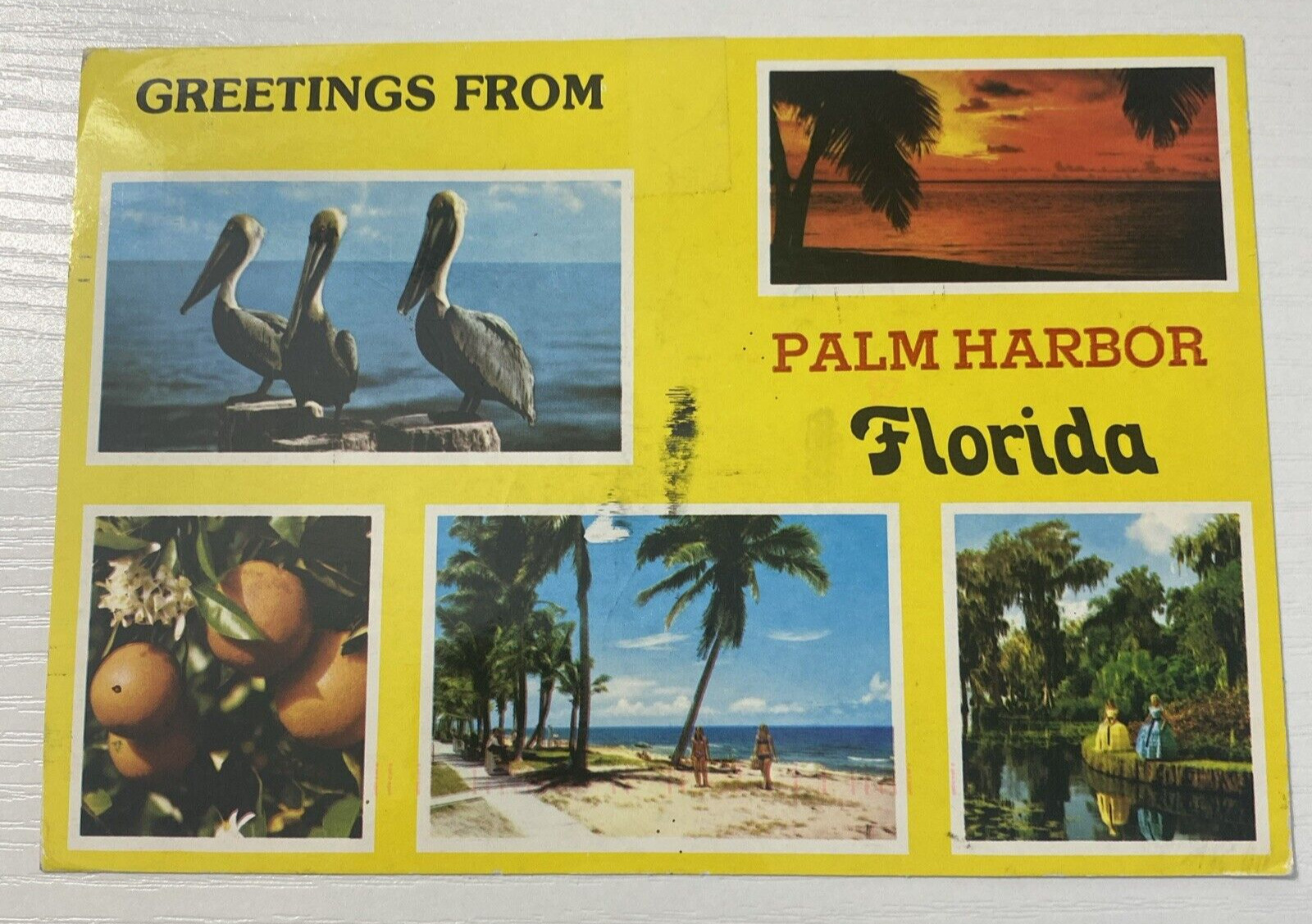 Greetings from Palm Harbor Florida Postcard Used Vintage