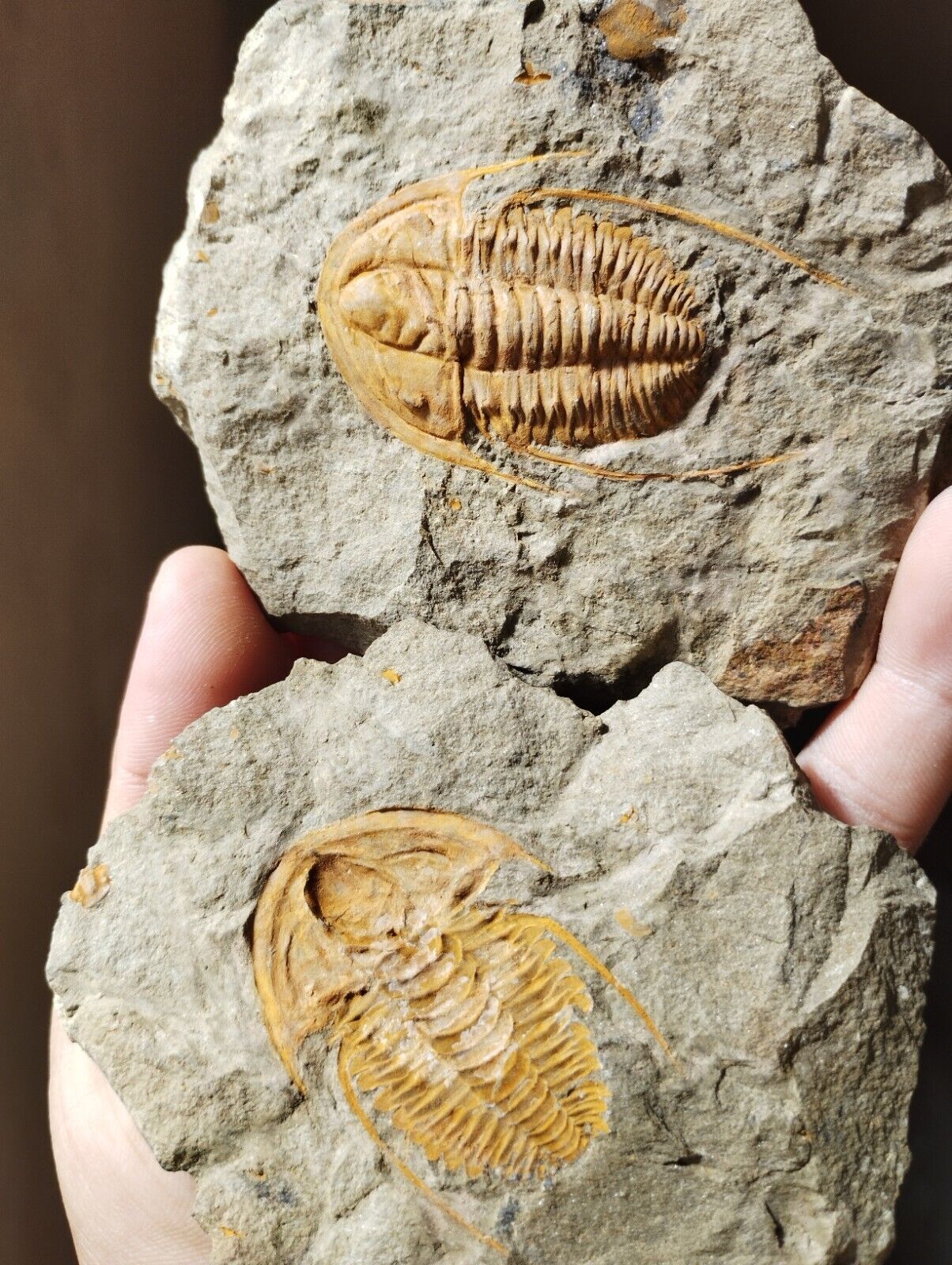 2.5inch Hamtolenus Vincenti Trilobite Cambrian Trilobite from Morocco