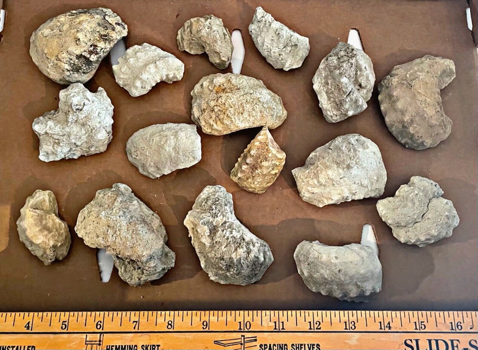 BULK Texas Fossil Ammonites Mariella sp. Cretaceous Dinosaur Fossil Age