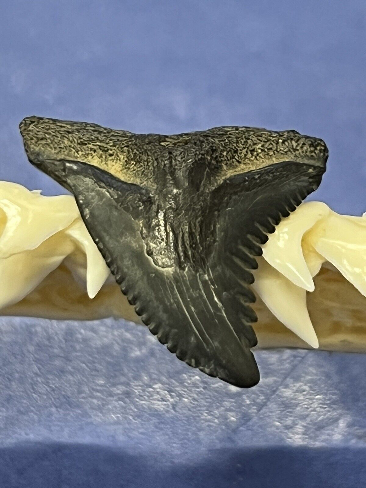 FOSSILIZED HEMIPRISTIS SHARK TOOTH ( Upper ) ..7/8 Inch From The Peace River 