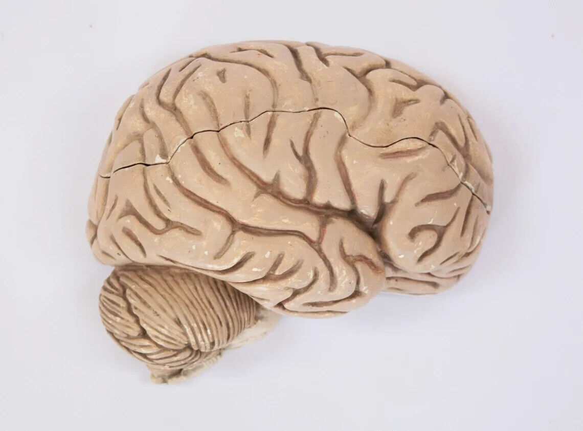 Vintage anatomical brain model 1970s anatomy Human brain anatomy model
