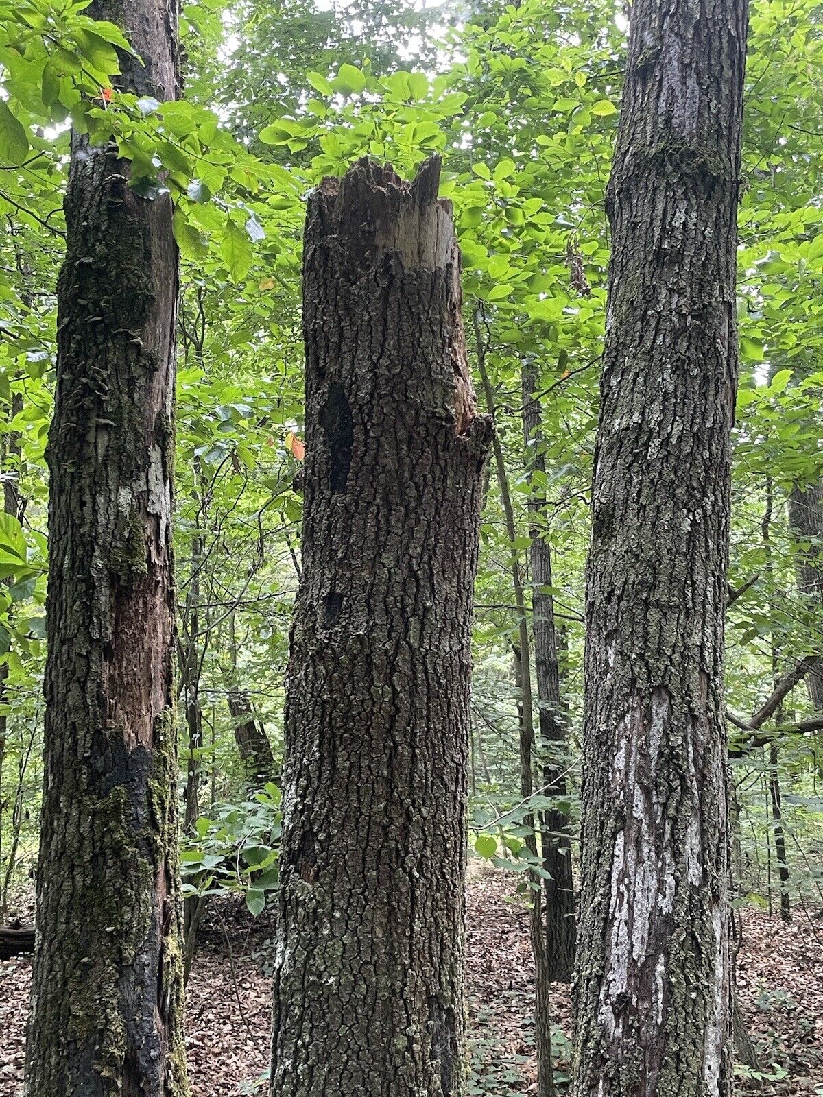 Lightning Struck Wood, Oak, 3 Trees Struck, Powerful Energy, Spiritual, Religous