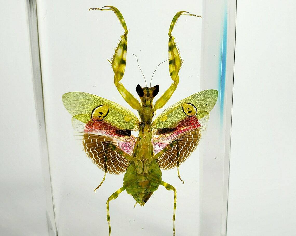 Flower Mantis In Resin, Beautiful Insect In Resin, Oddities, Creobroter Gemmatus