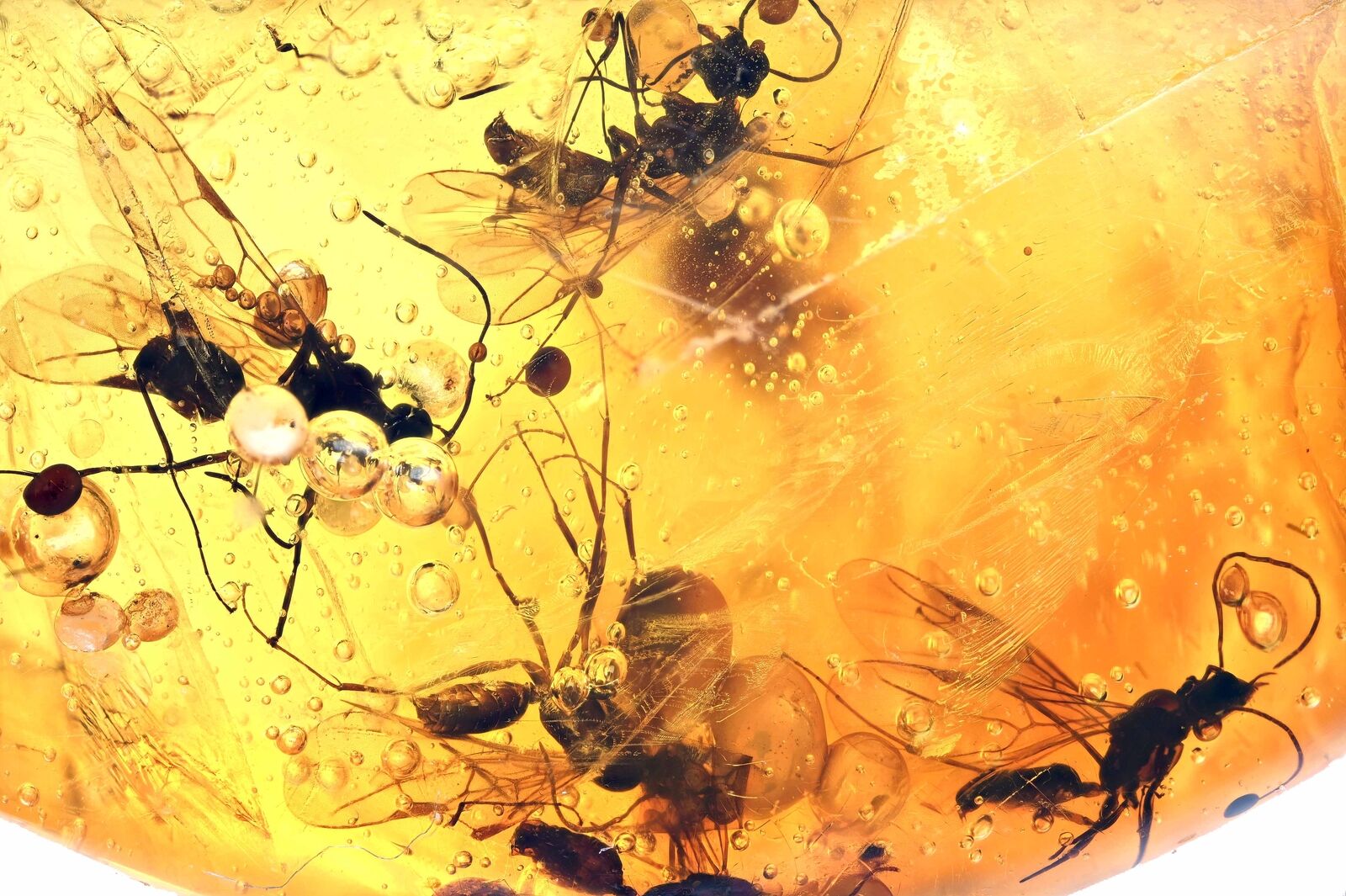 5x Winged Aculeata, Formicidae (Ant), Fossil Inclusion in Dominican Amber