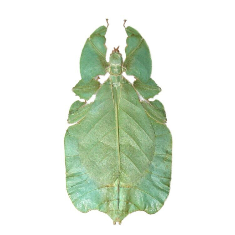 Phyllium pulchrifolium green leaf bug female Indonesia