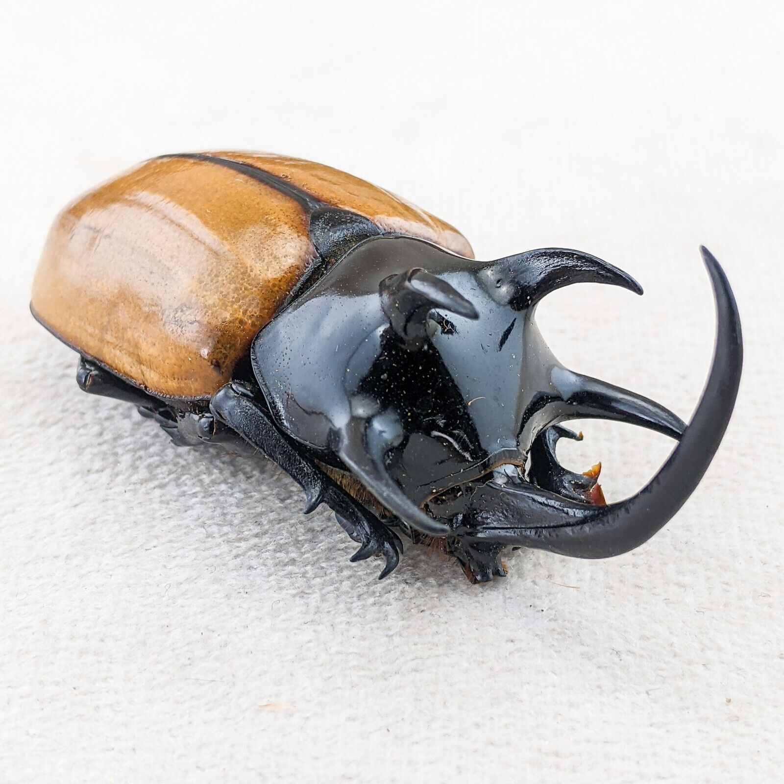 Q70d LG Beetle Damaged Chalcosoma Atlas (CA) Oddities Curiosity Specimen Insect