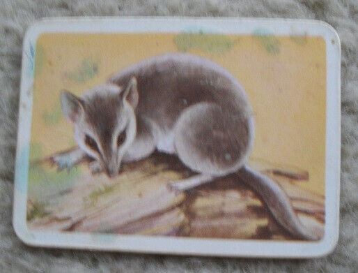 Tuckfield\'s Australiana Series Animal Fat Tailed Marsupial Mouse Vintage Card
