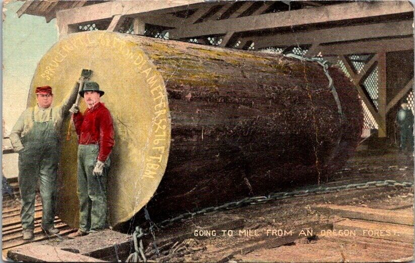 Postcard Two Loggers Stand next to Spruce Log Going to Mill Oregon OR 1911  W461
